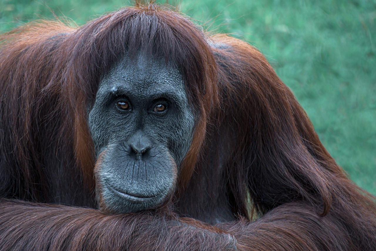 dziki oranguta wykorzystuje roślinę leczniczą do samoleczenia ran